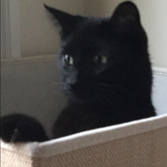 Meet your Posher, Maliha - Picture 1 of 1